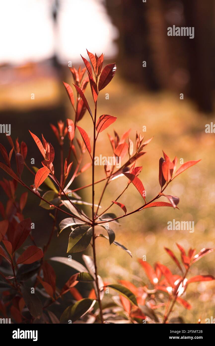 Die Pflanze nannte den Feuerbusch, der sich in verwandeln kann Rote Farben in der Türkei Stockfoto