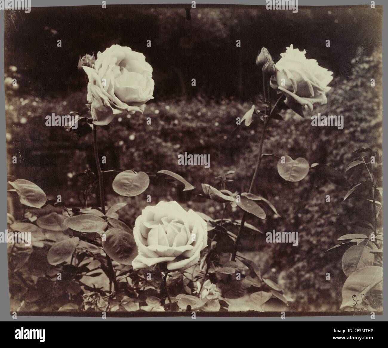 Rosen. Eugène Atget (Französisch, 1857 - 1927) Stockfoto