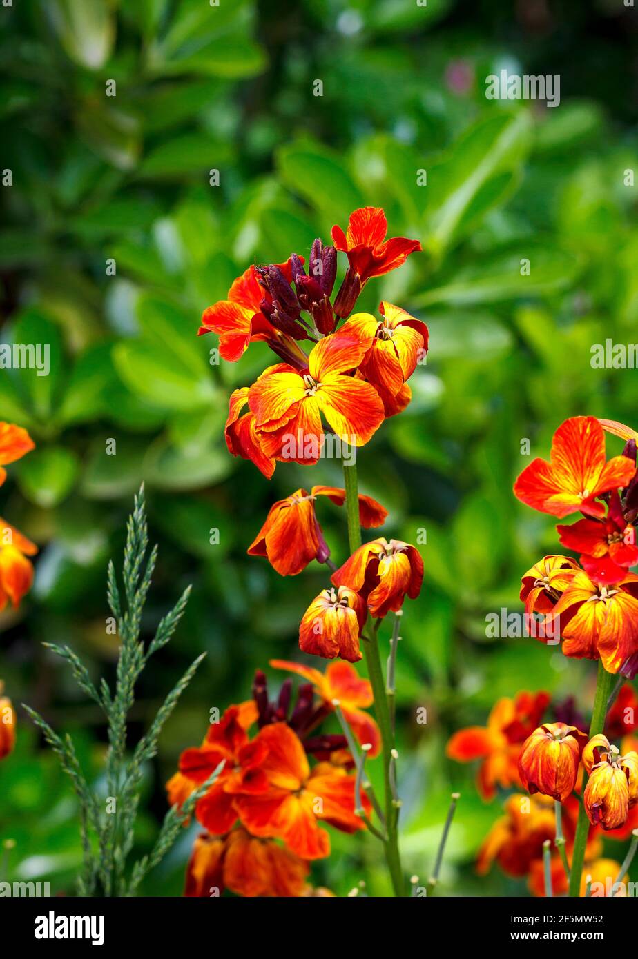 Die bunten Frühlingsblumen von Erysimum cheiri (Cheiranthus) auch als die Wallflower bekannt. Vertikale Ansicht Stockfoto