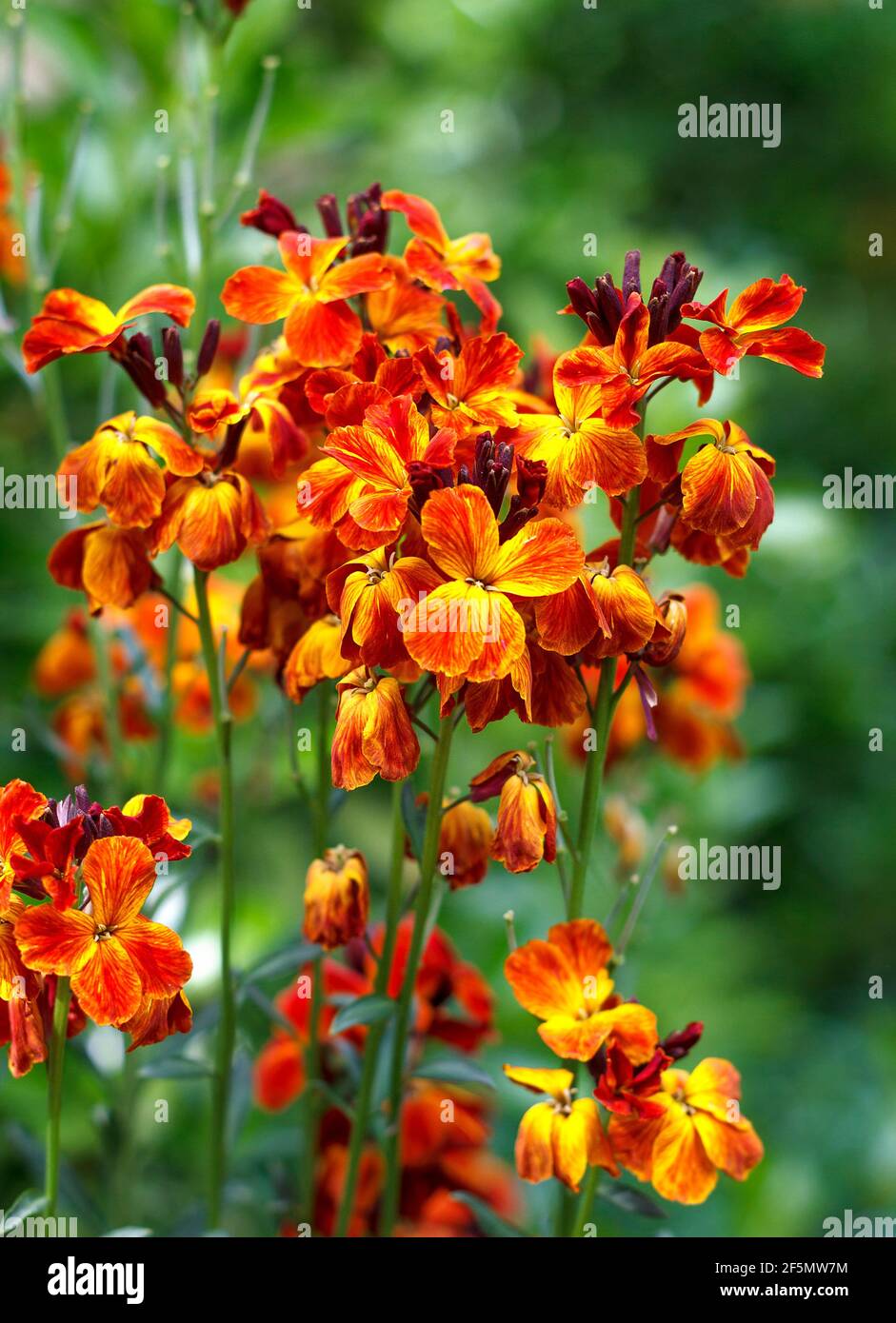 Die bunten Frühlingsblumen von Erysimum cheiri (Cheiranthus) auch als die Wallflower bekannt. Vertikale Ansicht Stockfoto