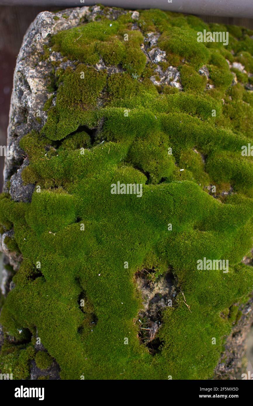 Grünes Moos auf einem alten Baumstumpf. Stockfoto