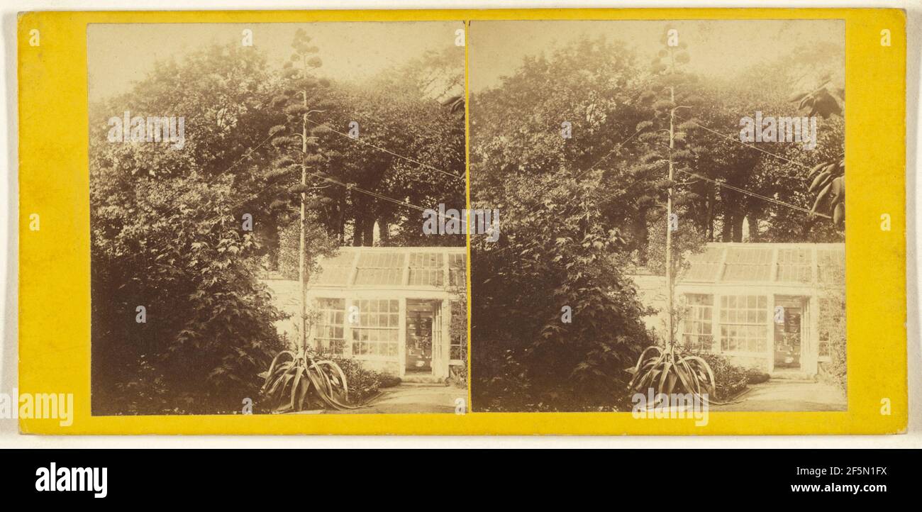 Eine Aloe, in Blüte.. William Brooks (Großbritannien, aktiv 1860s - 1880s) Stockfoto