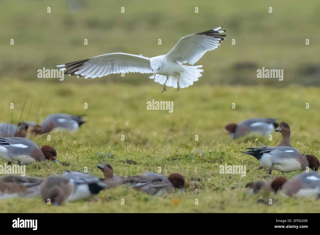 Die gemeine Möwe, die Möwe oder der Meeresmull, Larus canus im Flug Stockfoto