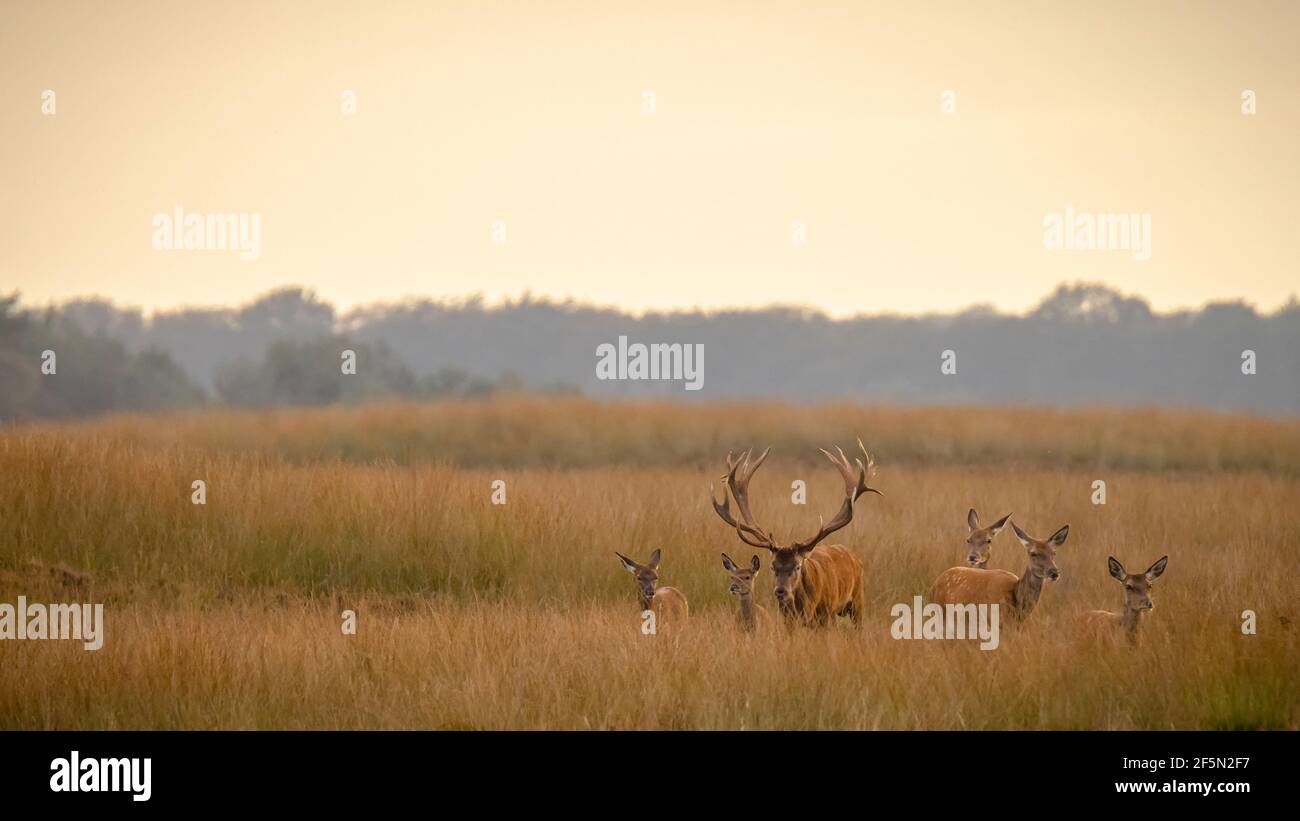 Junge Hirsche männlichen Hirsch, Cervus elaphus, mit großen geweih Jagen tut oder Hirschen während der Brunft auf einem Feld in der Nähe von einem Wald in lila Heidekraut bloo Stockfoto