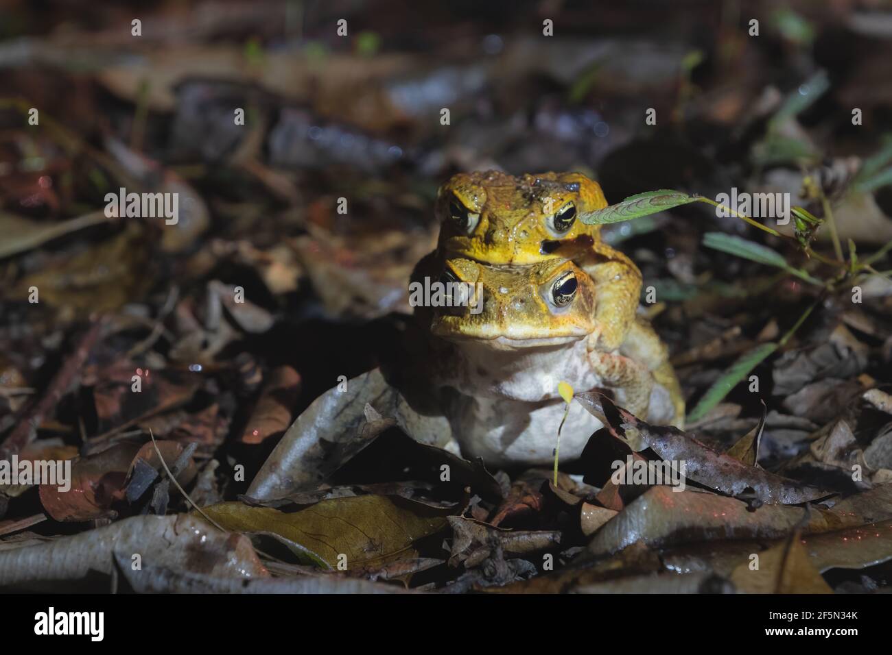 Männliche und weibliche Rohrkröten oder riesige neotropische Kröten (Rhinella Marina), die nachts im Daintree Rainforest, Queensland, Australien, paaren. Stockfoto