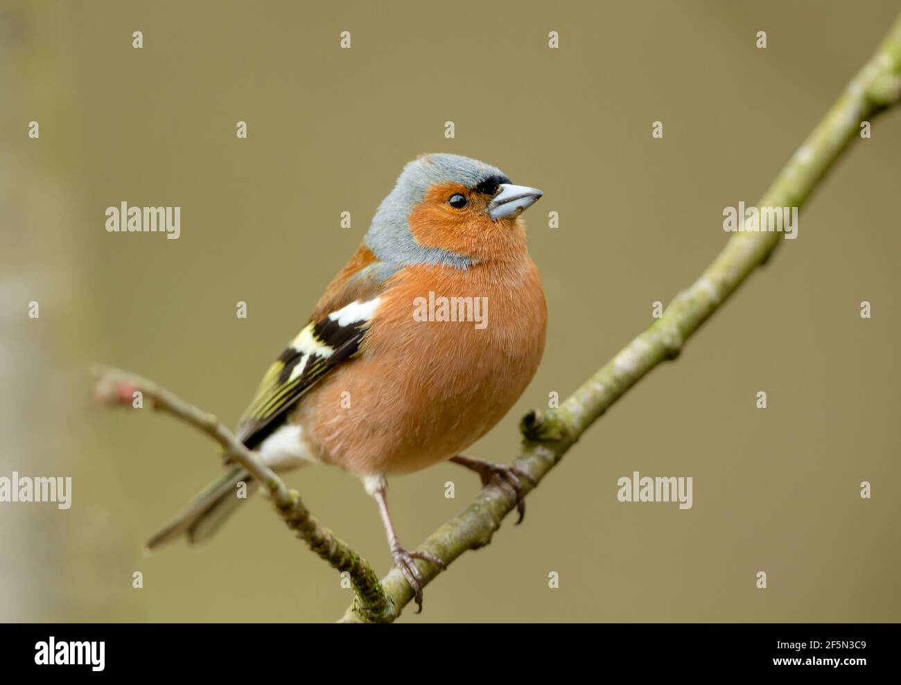 Buchfink, Wissenschaftlicher Name: Fringilla coelebs. Nahaufnahme eines männlichen Chaffinch im Frühling, direkt in einem natürlichen Waldlebensraum. Hintergrund bereinigen Stockfoto
