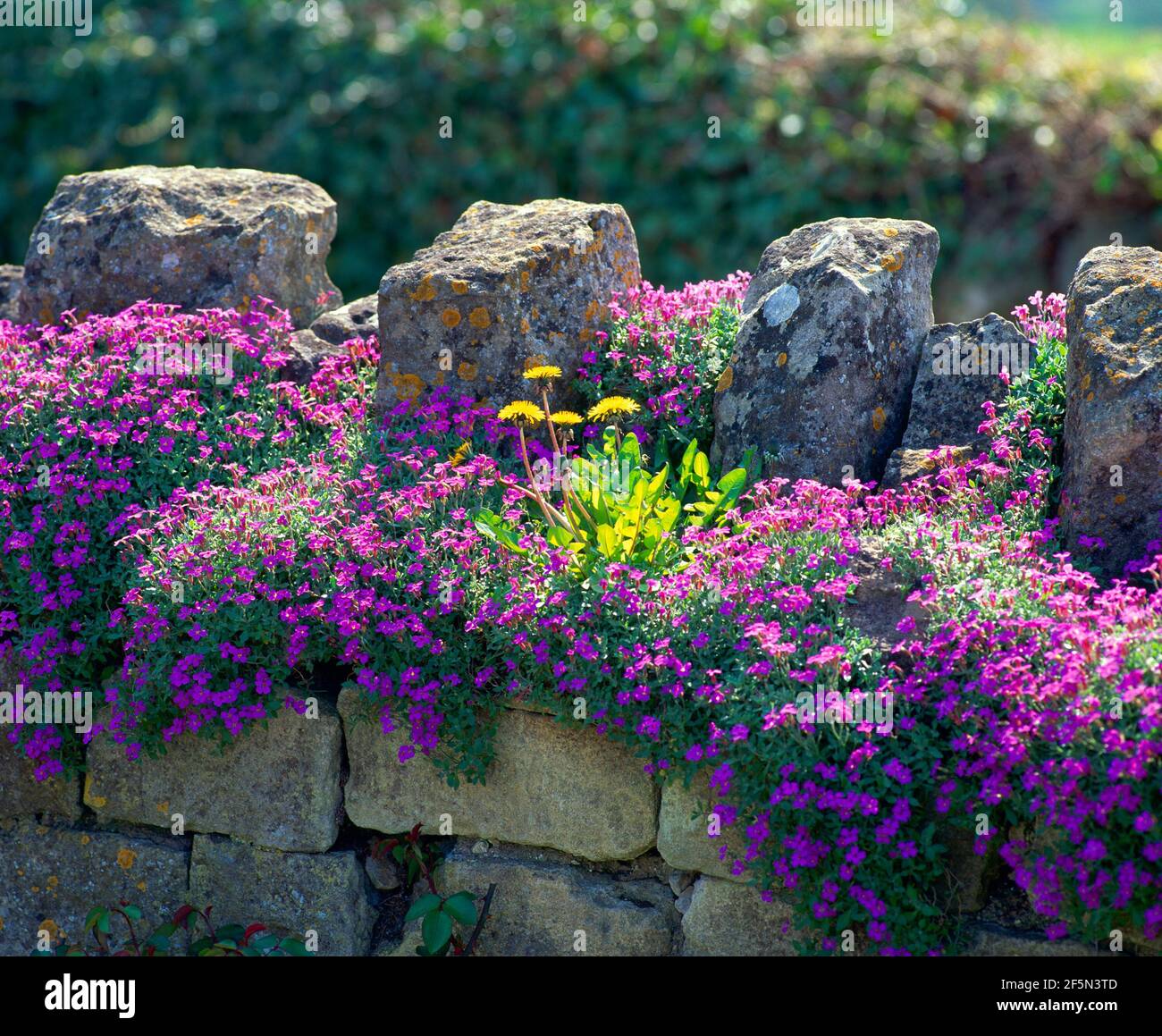 aubrieta über Wand, Stockfoto