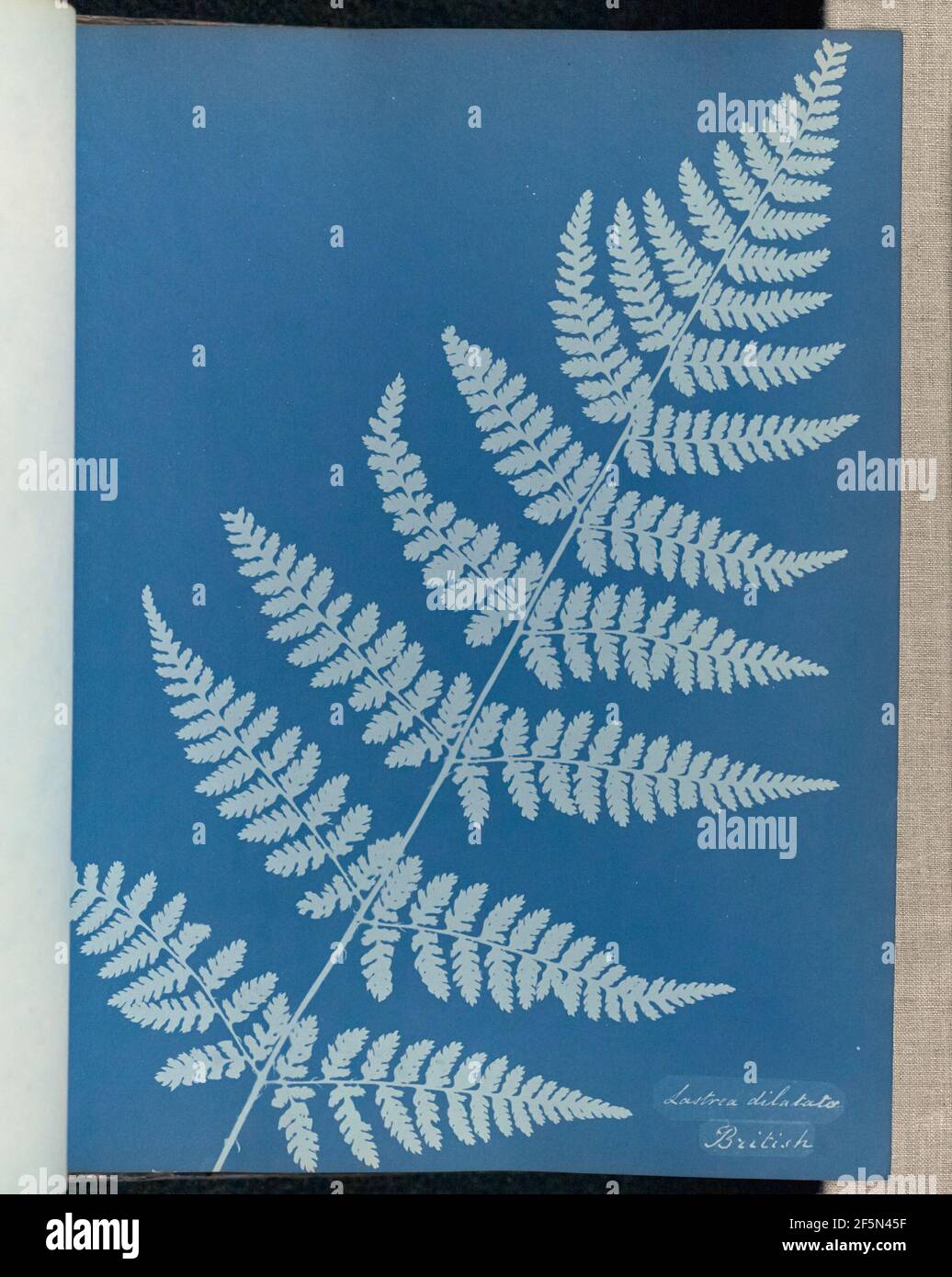 Lastrea dilatato, britisch. Stockfoto