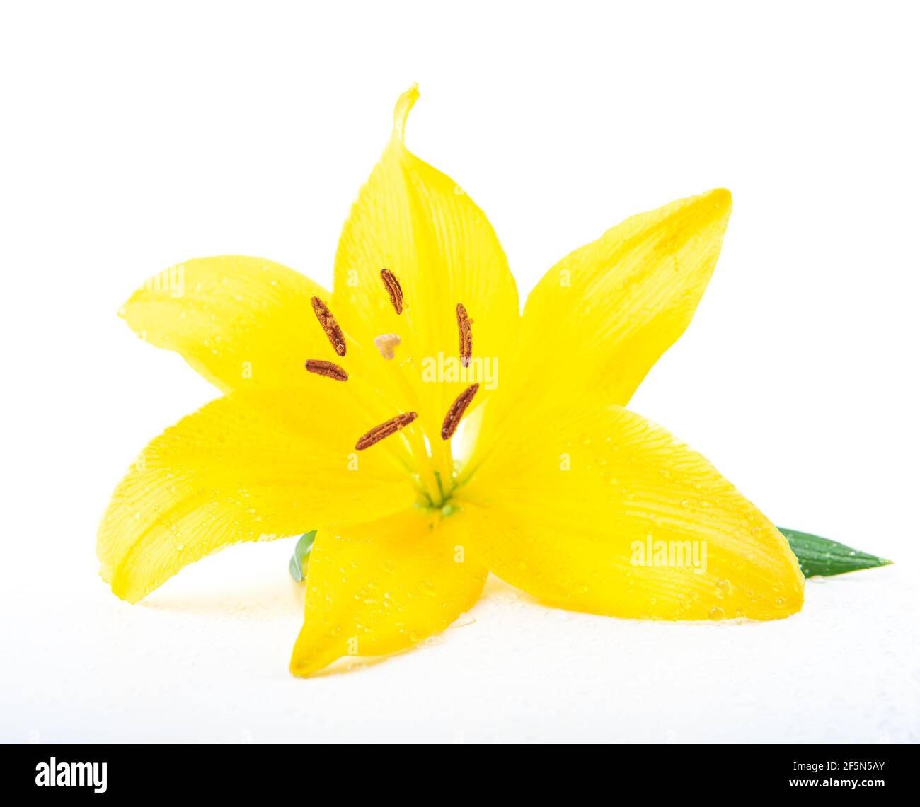 Eine gelbe Lilie Blume Dekoration auf weißem Hintergrund Stockfoto