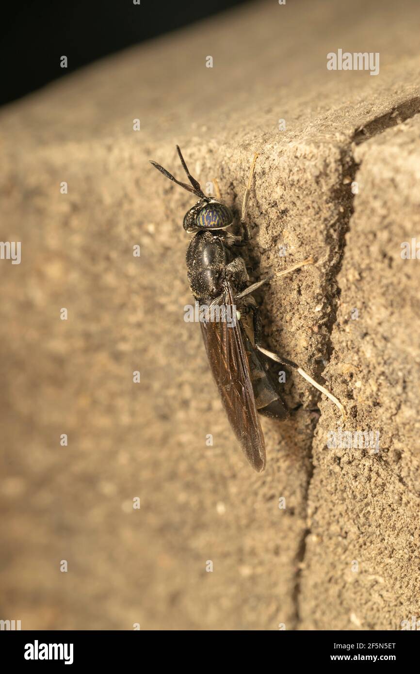 Schwarze Soldatenfliege (lat. hermetia illucens), ist eine häufige und weit verbreitete Fliege der Familie Stratiomyidae Stockfoto