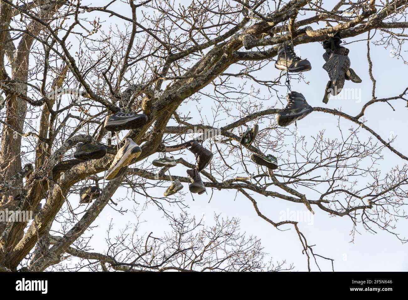 Stiefel und Schuhe in Baum geworfen und hängen von Zweigen, Abergavenny, Wales, UK Stockfoto