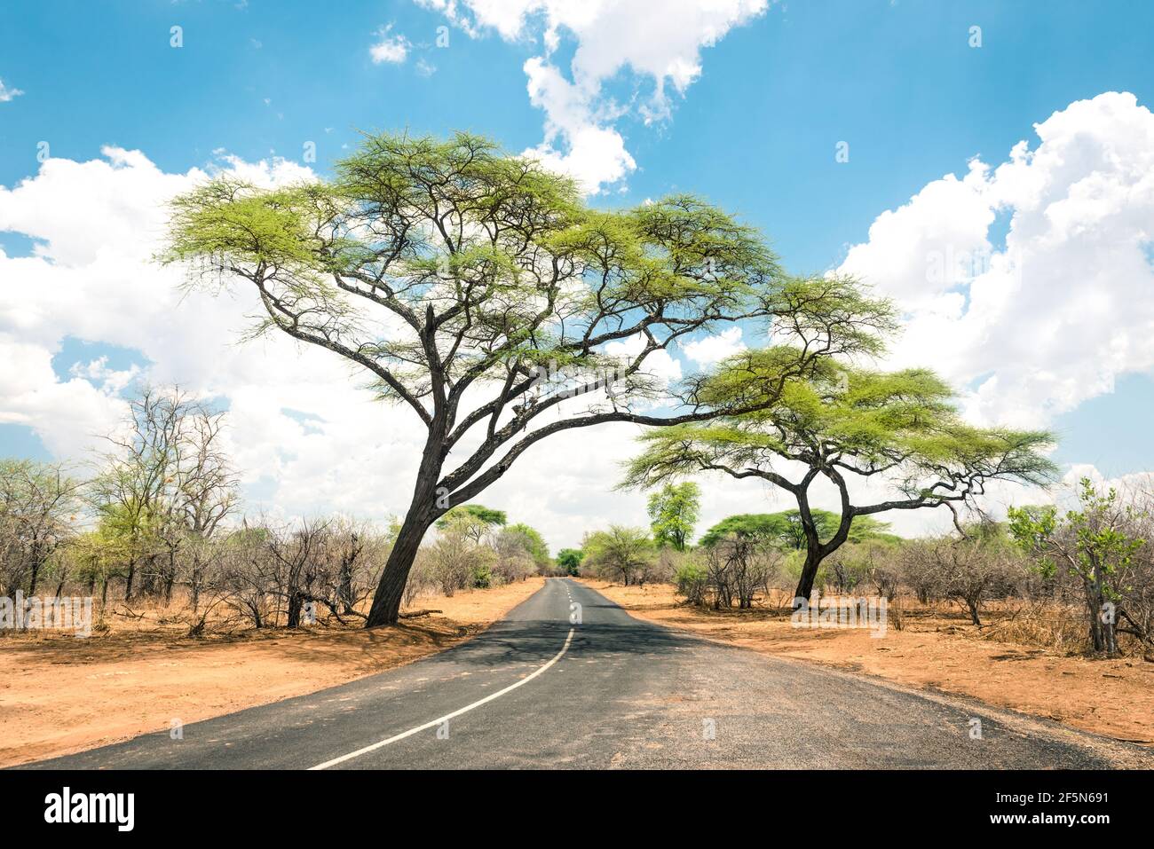 Afrikanische Landschaft mit leerer Straße und Bäumen in Simbabwe - Auf dem Weg nach Kazungula und der Grenze zu Botswana Entlang des Zambezi Drive Stockfoto