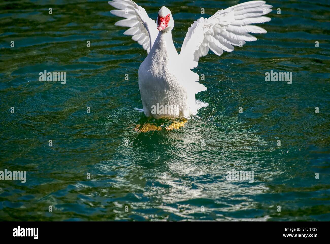 Prächtige Moskauer Ente auf einem kleinen Teich mit seinen Flügeln Verteilen Stockfoto