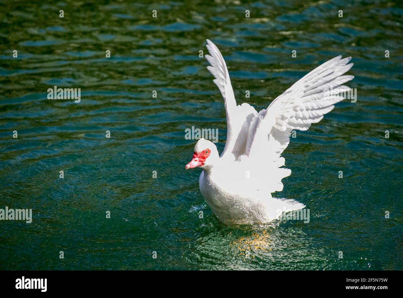 Prächtige Moskauer Ente auf einem kleinen Teich mit seinen Flügeln Verteilen Stockfoto