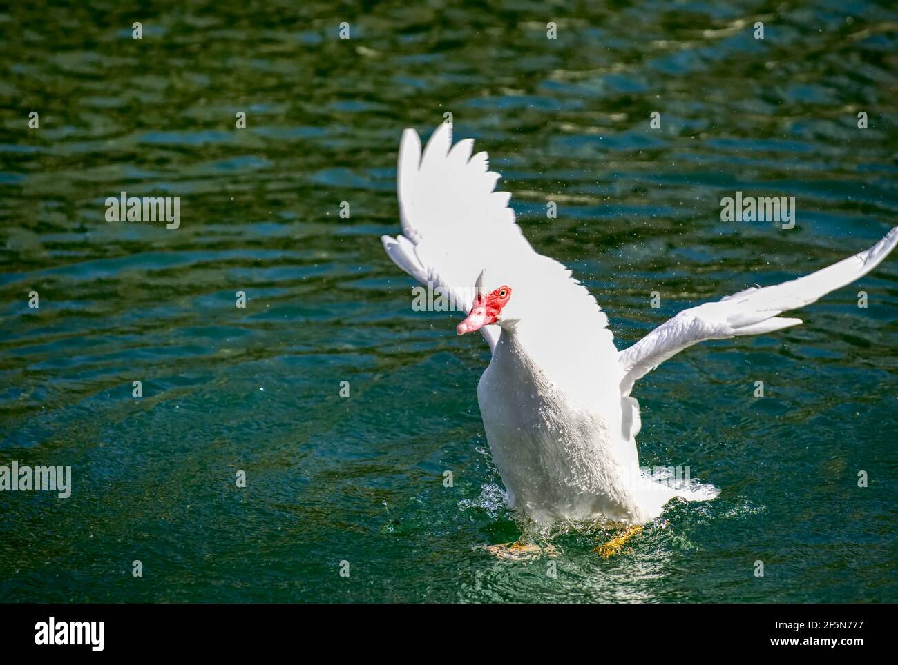 Prächtige Moskauer Ente auf einem kleinen Teich mit seinen Flügeln Verteilen Stockfoto