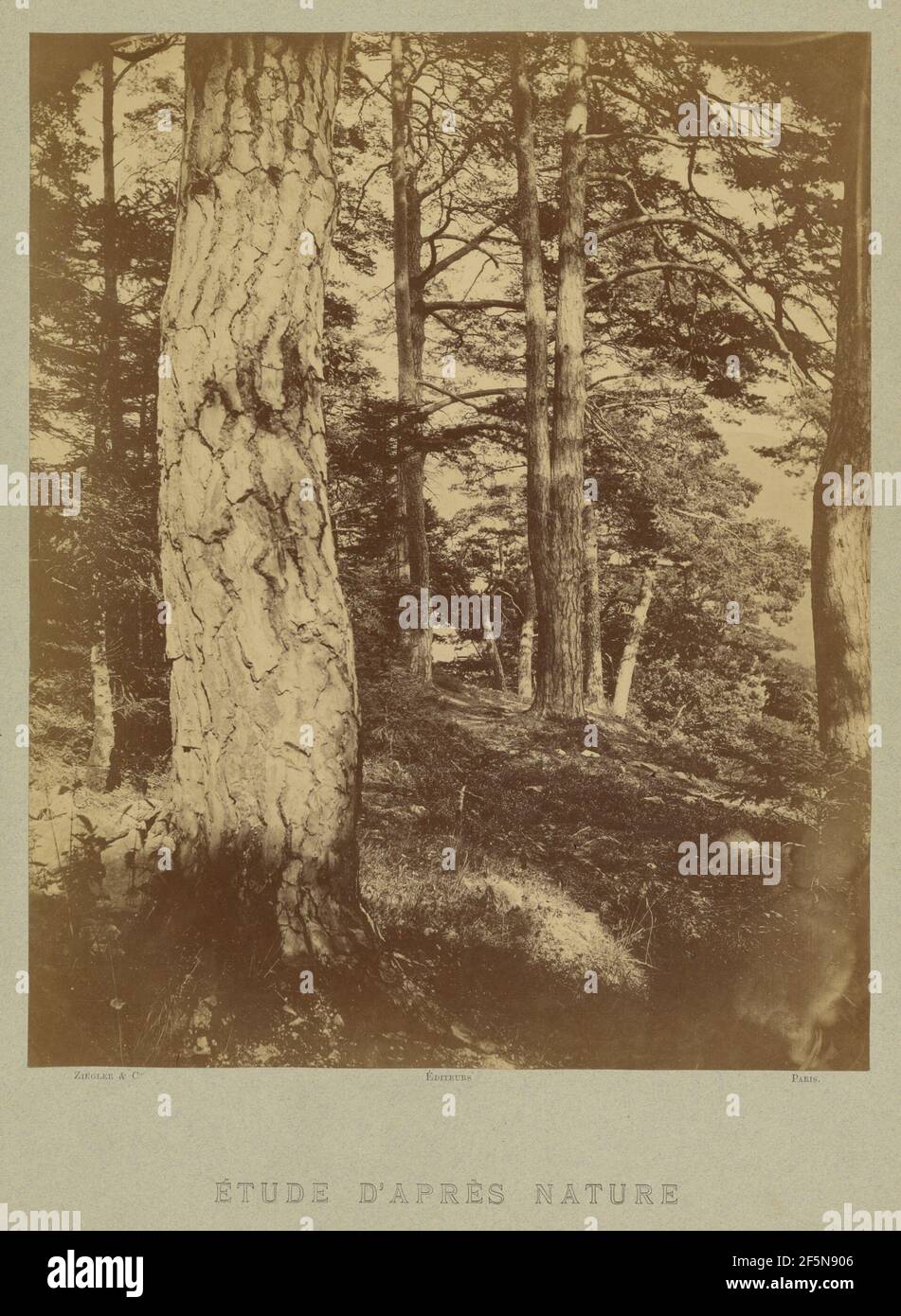 Etude d'Apres Natur. E. Ziégler (Französisch, aktiv 1870s) Stockfoto