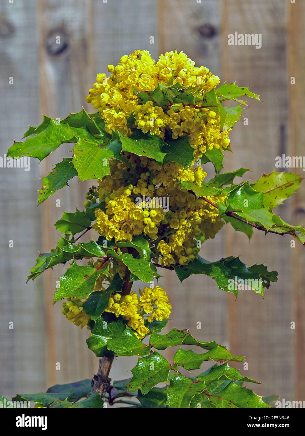 algenkalk für thuja TerraDomi natürlicher Algenkalk I 100% echter Algenkalk zur Stärkung der  Widerstandsfähigkeit von Buchsbäumen und anderen Pflanzen I Beugt Befall  von Buchsbäumzünsler und Pilzen vor – TerraDomi Onlineshop