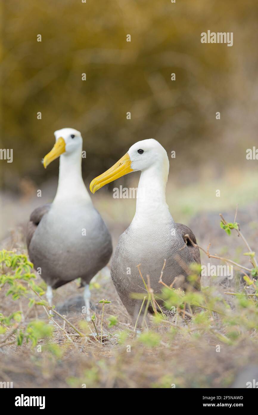 Gewelltes Albatross-Paar (Diomedea irrorata) Stockfoto