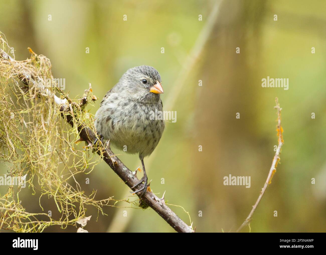 Kleiner Groundfink (Geospiza fuliginosa) Stockfoto