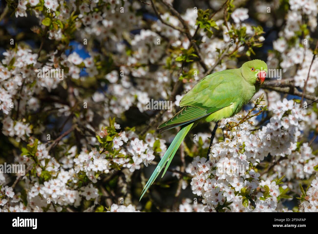 Barn Hill, Wembley Park, Großbritannien. 27th. März 2021.EIN Ringhals-Sittich (Psittacula krameri) zwischen der Kirschblüte an einem hellen sonnigen Frühlingsmorgen. Amanda Rose/Alamy Live News Stockfoto