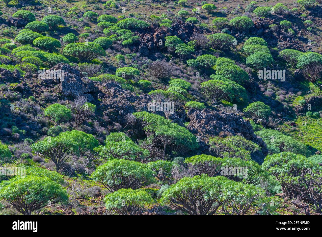 Drago Bäume auf El Hierro, Kanarische Inseln, Spanien. Stockfoto