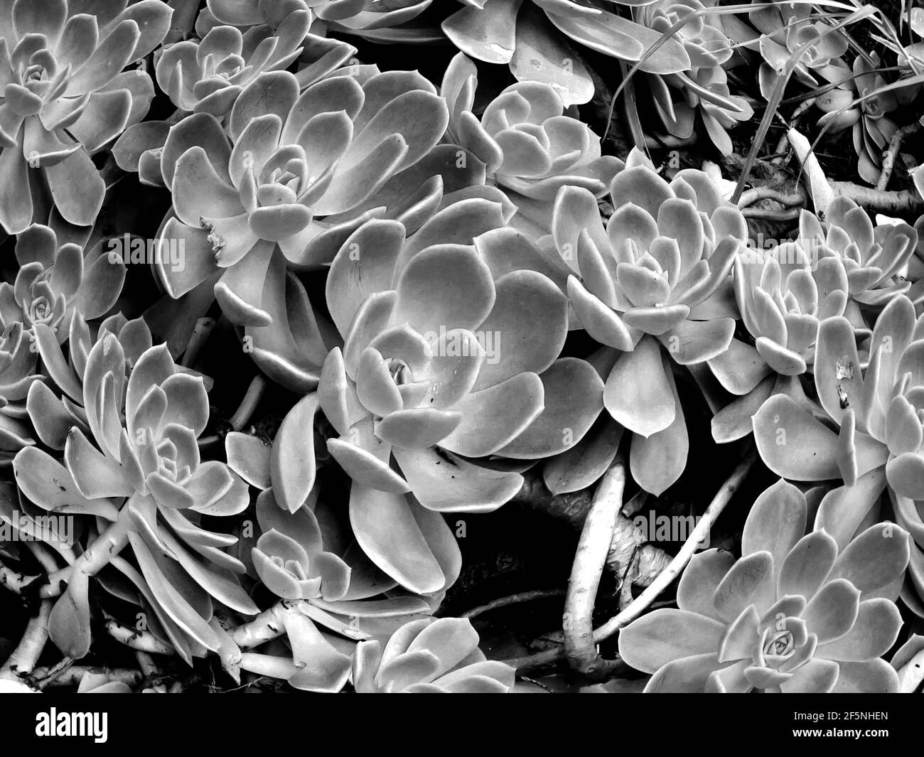 Fischauge einer großen Menge Echeveria, in Schwarz und Weiß Stockfoto Fischauge einer großen Menge Echeveria, in Schwarz und Weiß Stockfoto