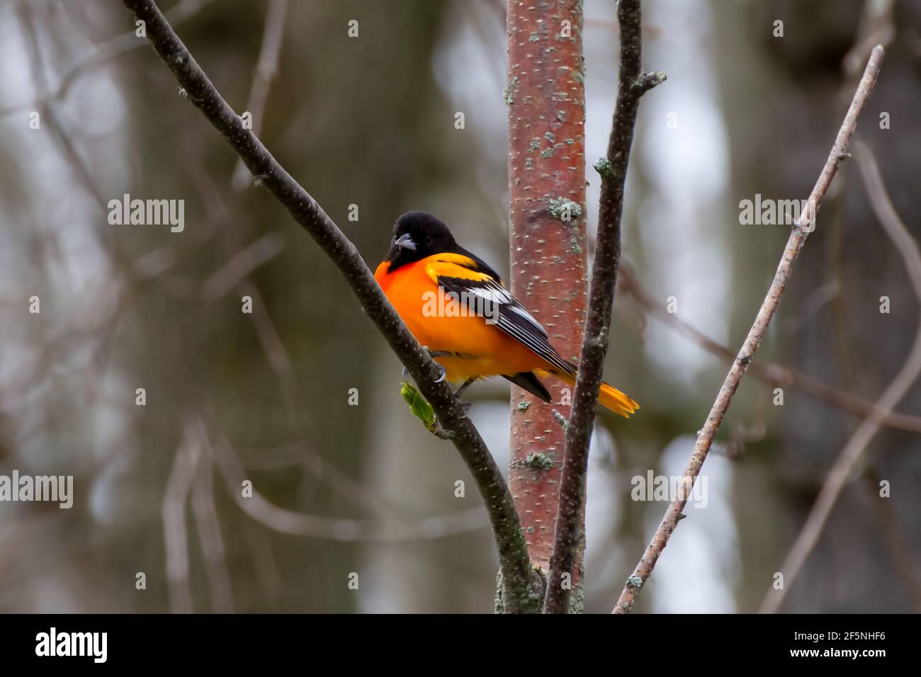 Erwachsener Rüde Baltimore Oriole auf einem Baumzweig im Frühjahr Stockfoto