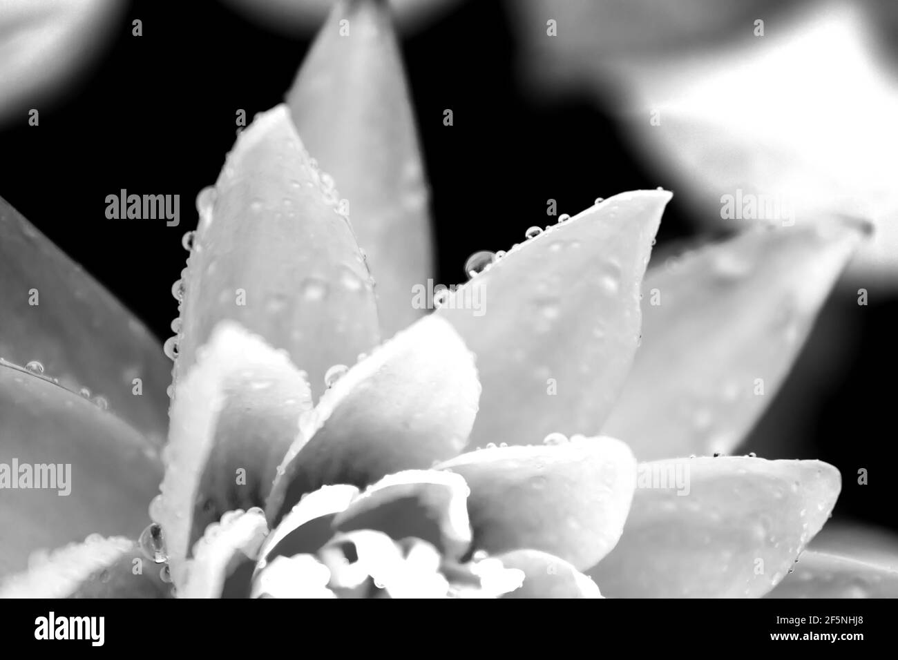Nahaufnahme von Wassertröpfchen am Rand der Blütenblätter einer Seerose, in Schwarz und Weiß Stockfoto