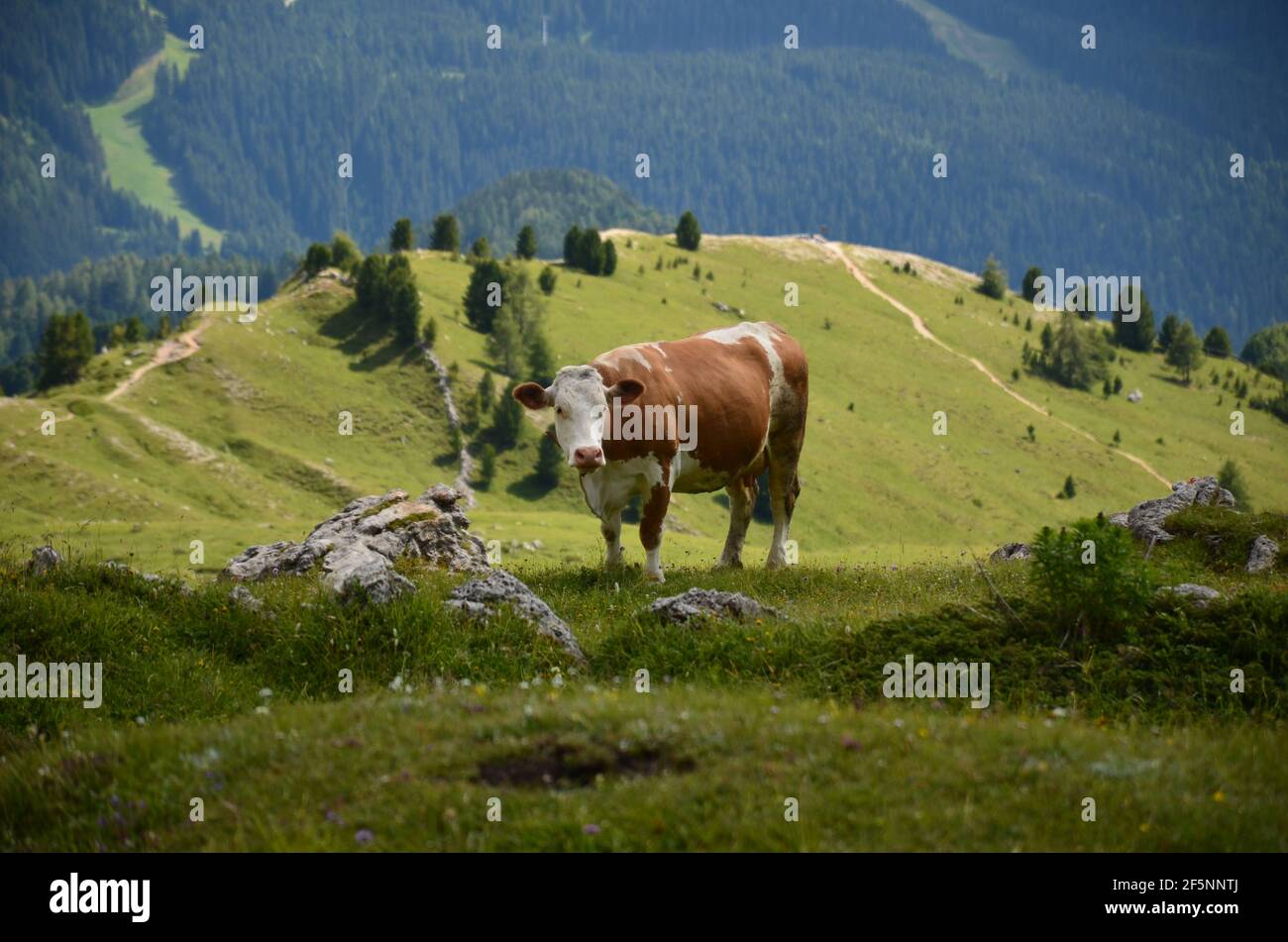 Kuh auf der Almwiese in den dolomiten. Landwirtschaft in den Bergen. Landschaft mit saftig grünen Wiesen, großen Wäldern Stockfoto