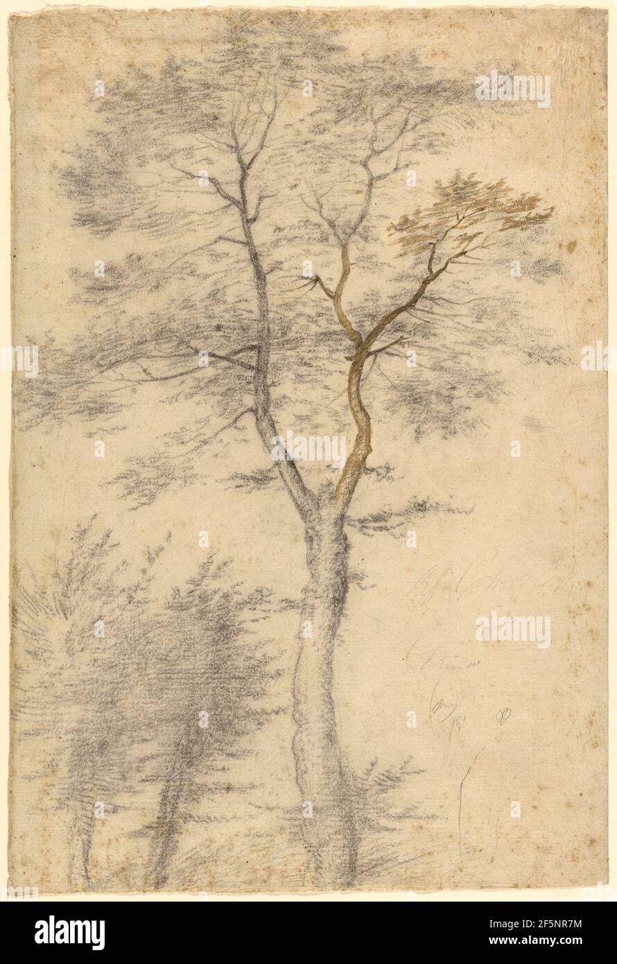 Drei Studien von Bäumen. Fra Bartolommeo (Baccio della Porta) (Italienisch, 1472 - 1517) Stockfoto