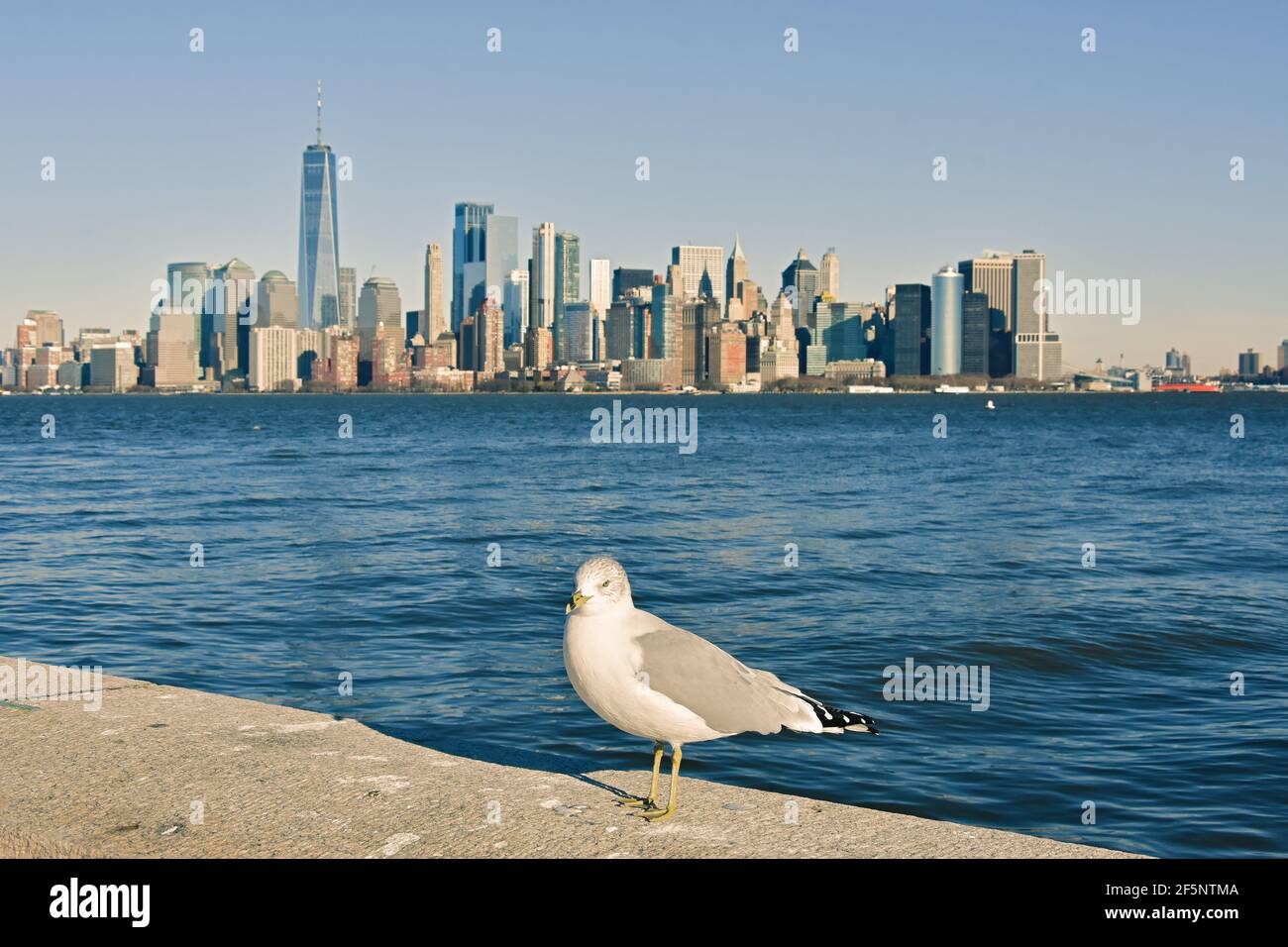 Seagull auf Ellis Island und Gebäude Architektur von Manhattan im Hintergrund, von Ellis Island, New Jersey, USA gesehen. Stockfoto