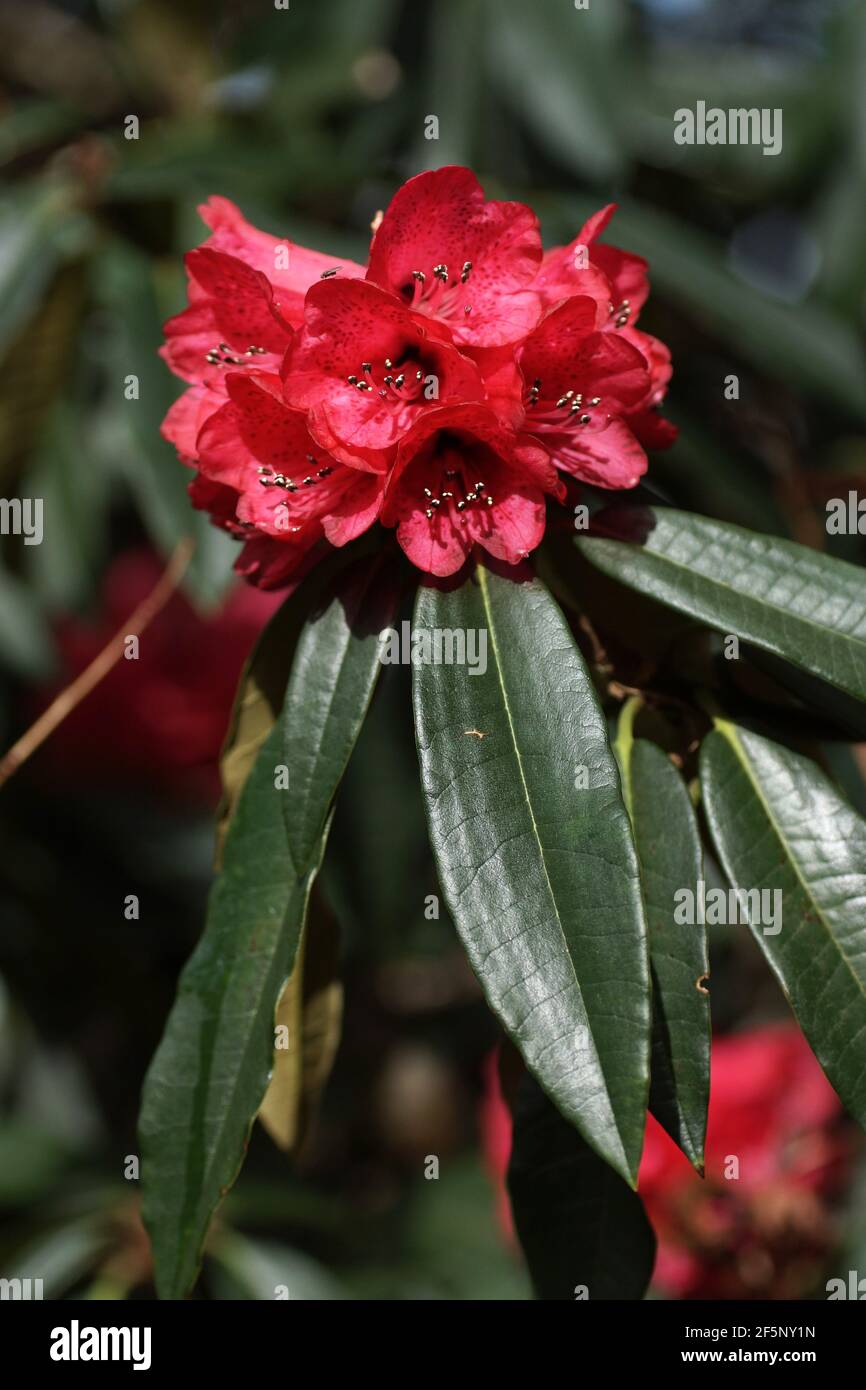 Rhododendron an Clyne Gärten Stockfoto