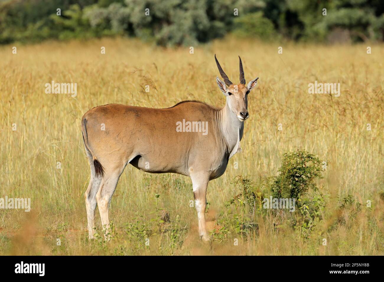 Eine Eselantilope (Tragelaphus oryx) in natürlichem Lebensraum, Südafrika Stockfoto