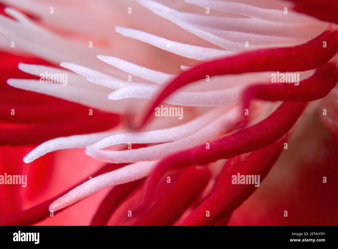 Rote Passionsblume, passiflora racemosa extreme Nahaufnahme Stockfoto