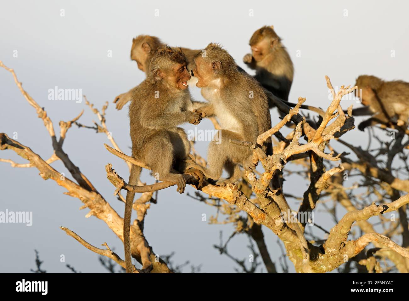 Kleine balinesische Langschwanzaffen (Macaca fascicularis), die in einem Baum spielen, Ubud, Bali, Indonesien Stockfoto