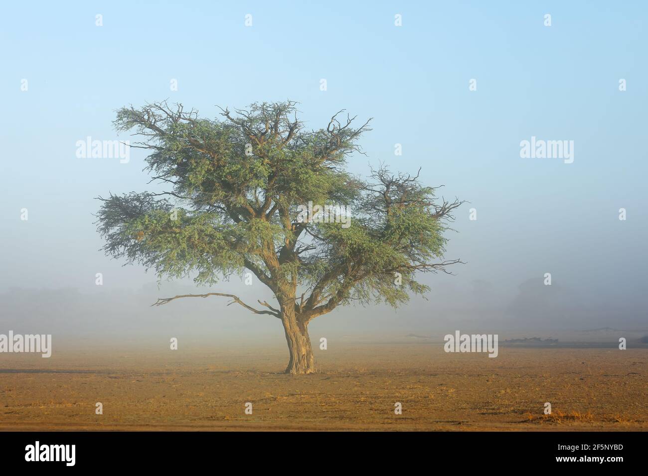 Malerische Landschaft mit einem Baum im Nebel, Kalahari Wüste, Südafrika Stockfoto