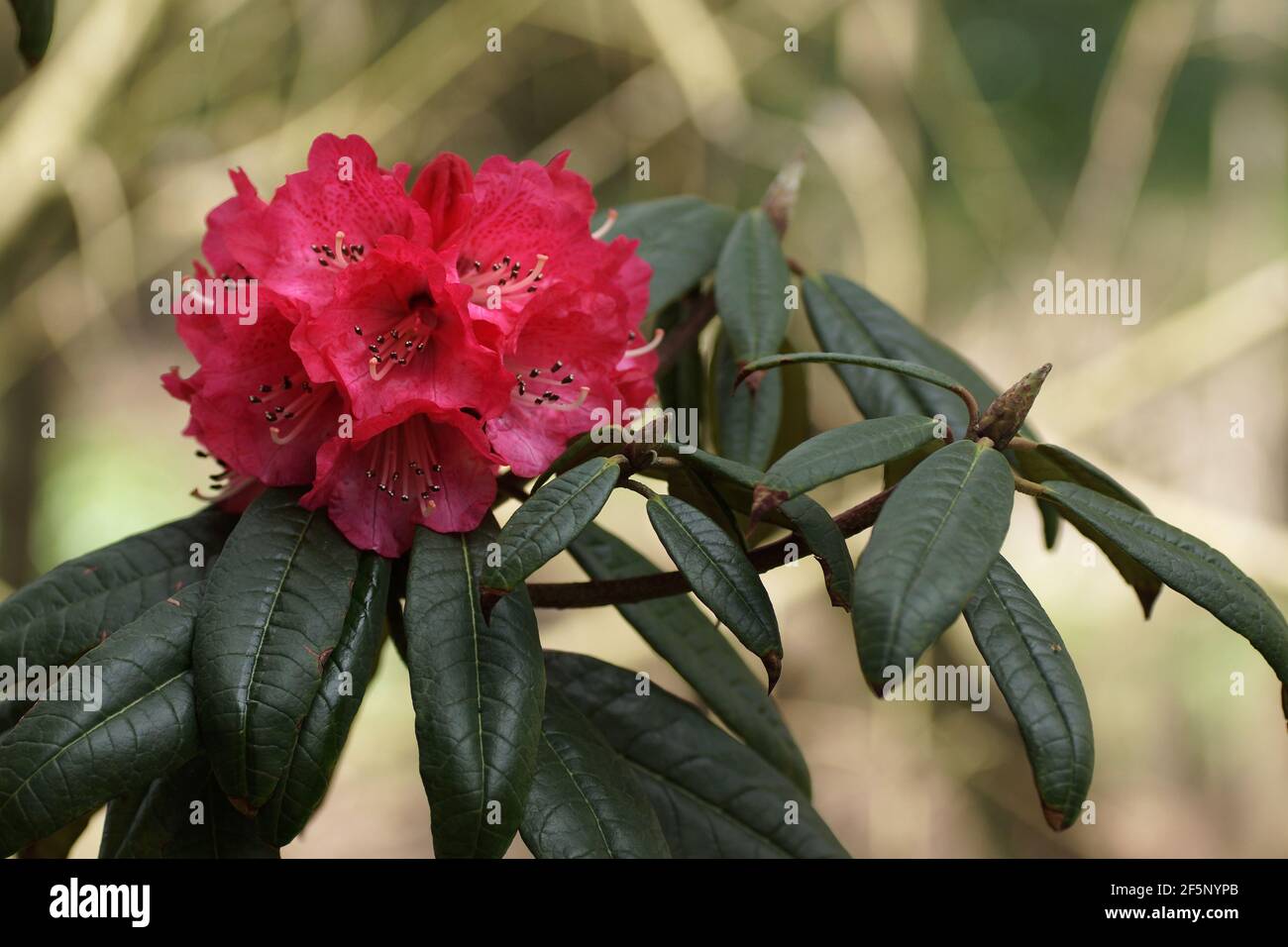 Rhododendron an Clyne Gärten Stockfoto