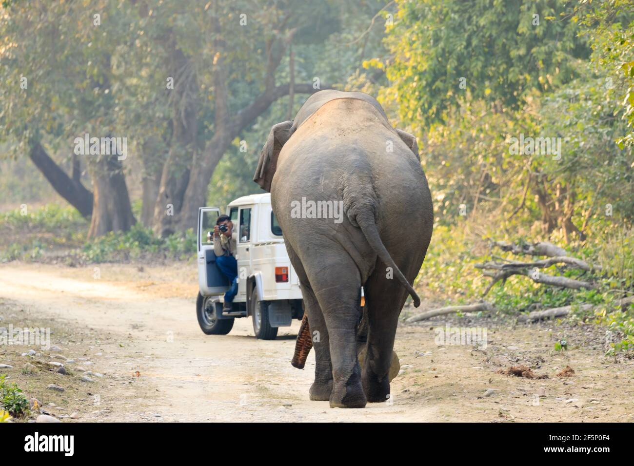 Ein Fotograf hielt sich in der Höhe eines wilden Elefanten auf, um ein Foto zu machen. Stockfoto