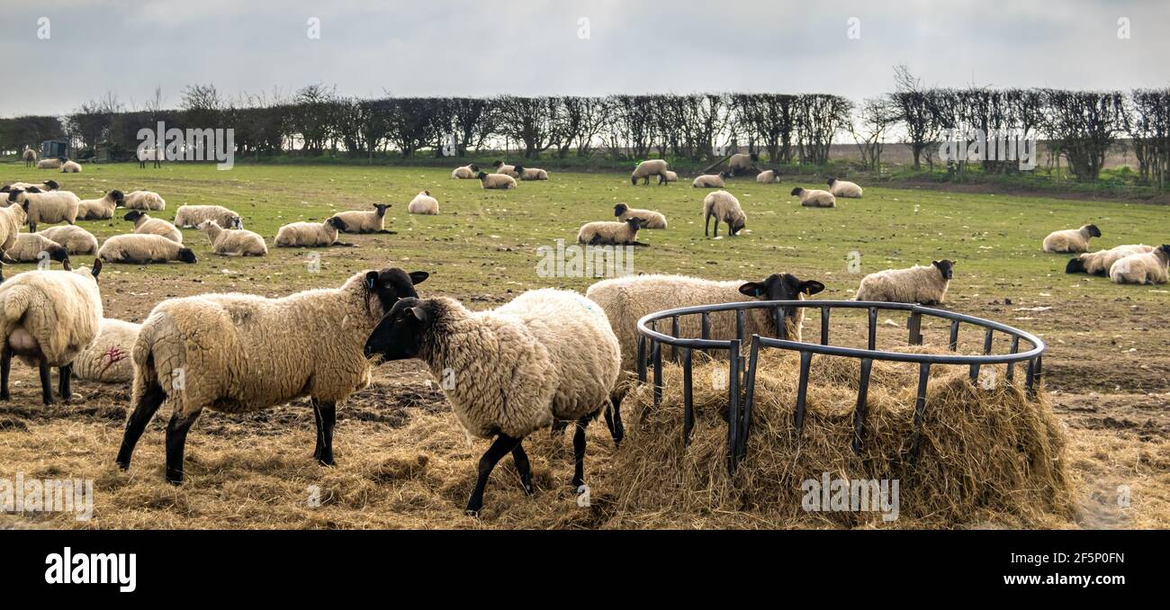 Viele Schafe, die essen, bilden einen Metallfutterhäuschen auf grünem, freiem Land. Wolly Vieh auf einem Bauernhof zusammen Heu essen. Stockfoto