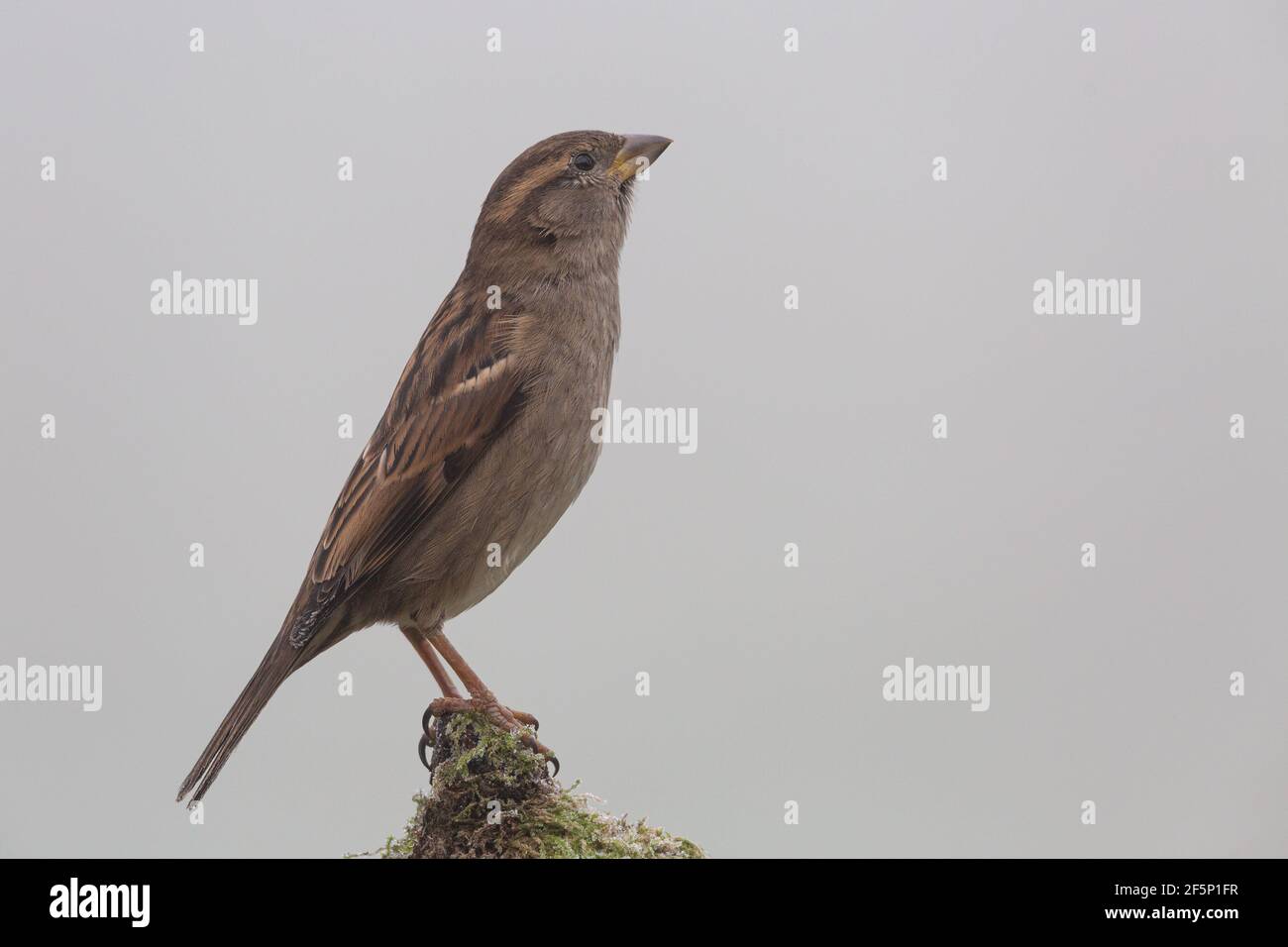 Weiblicher Haussparrow auf einem moosigen Stumpf. Stockfoto