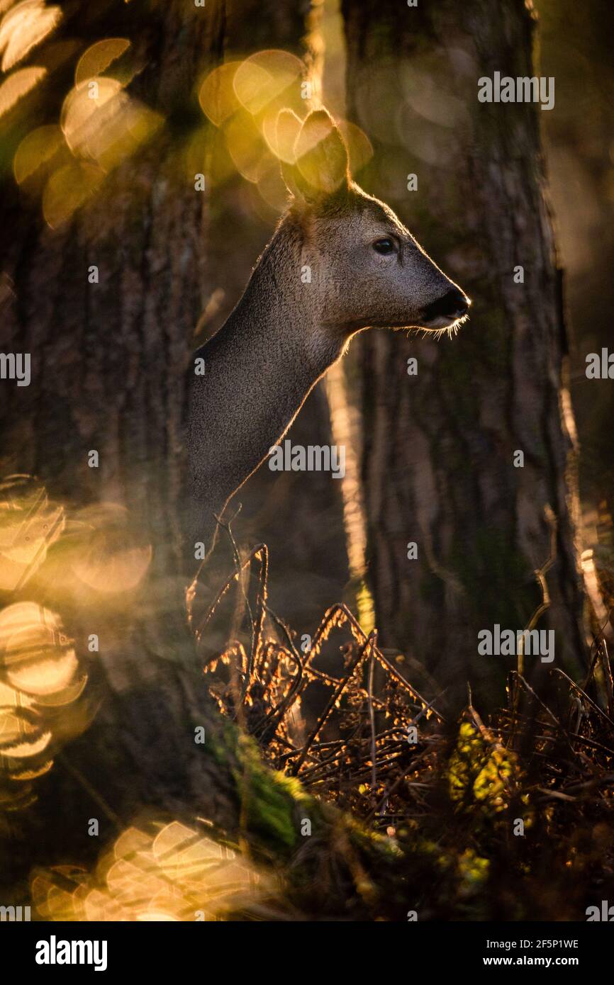Wilde Rehe auf der Wiese. Stockfoto