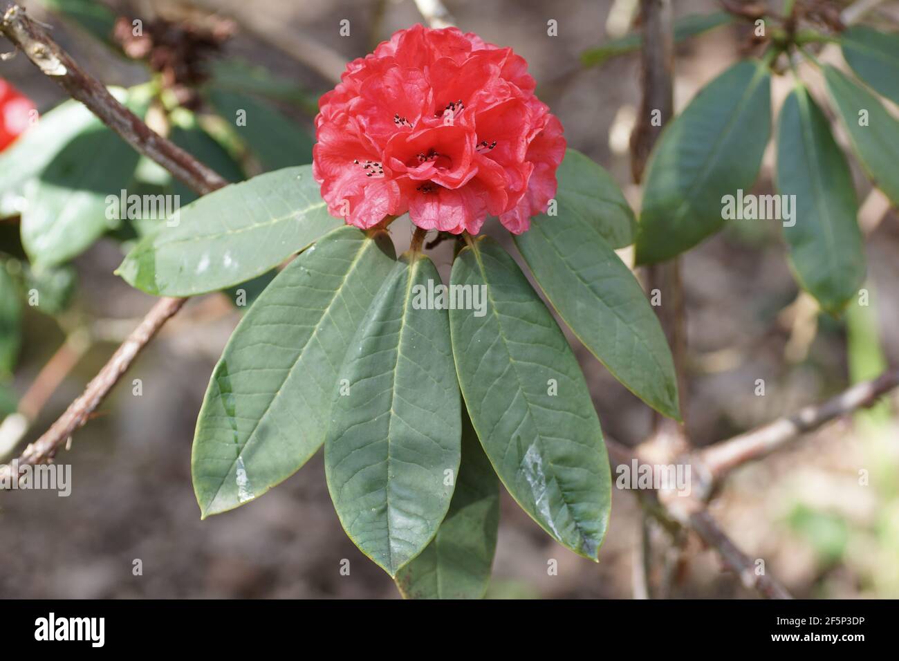 Rhododendron barbatum in den Clyne Gardens Stockfoto