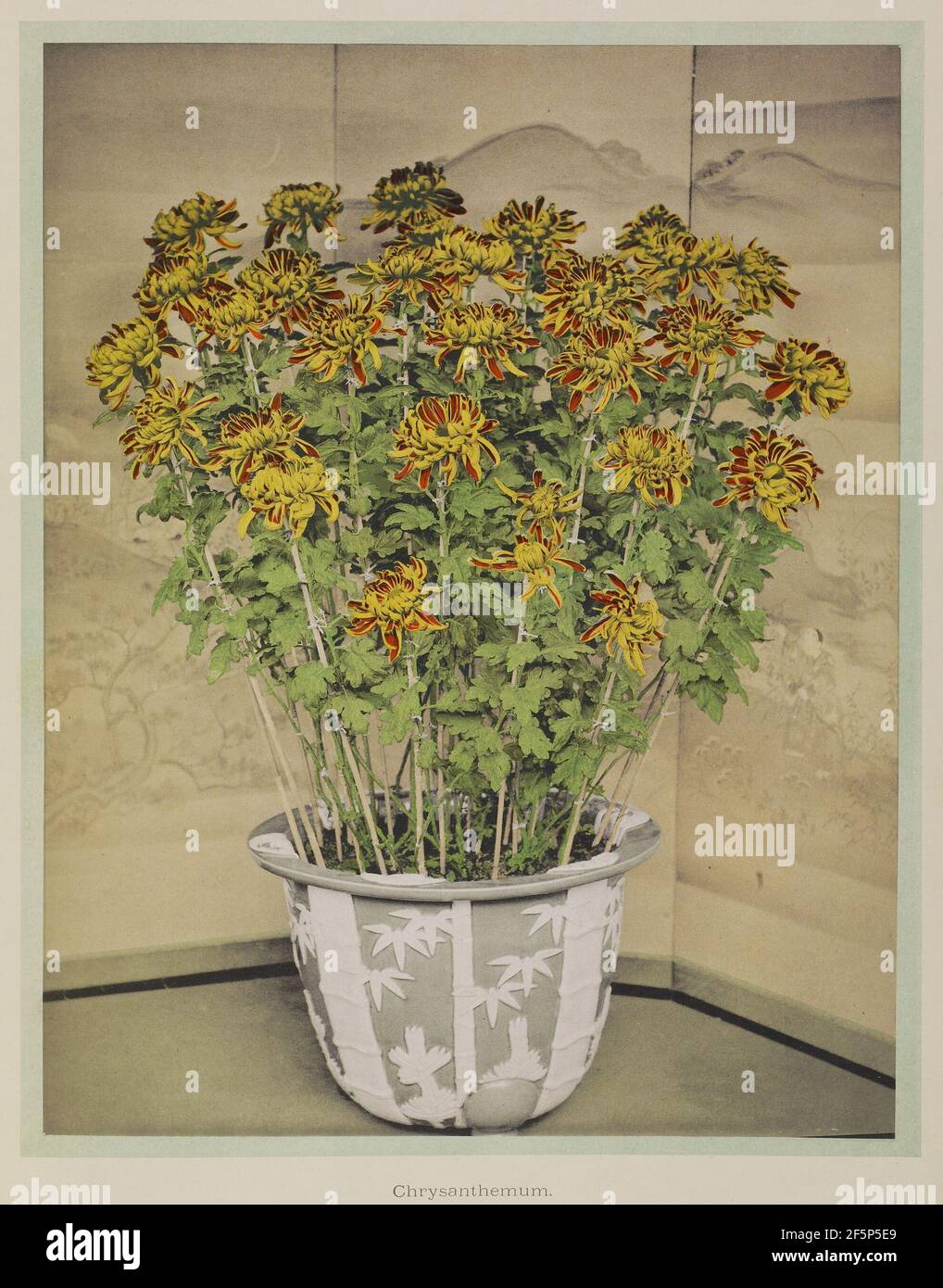 Chrysantheme. Kazumasa Ogawa (Japanisch, 1860 - 1929) Stockfoto