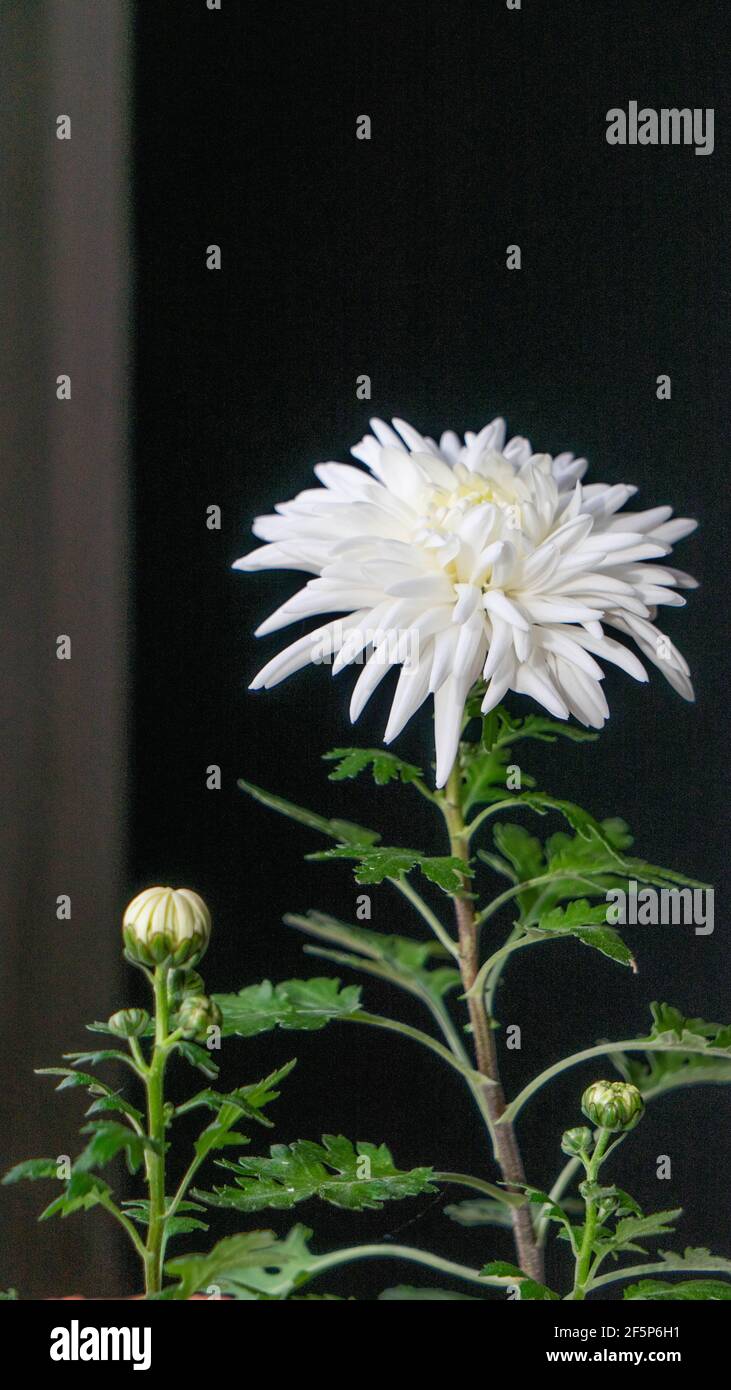 Chrisanthemum indicum Stockfoto