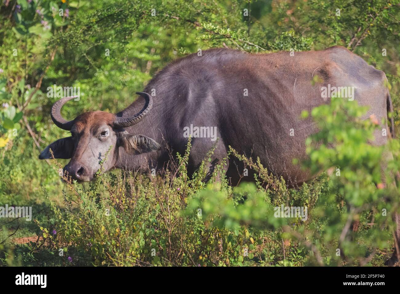 Ein männlicher Wildwasserbüffel (Bubalus arnee)-Stier oder asiatischer oder asiatischer Büffel im Udawalawe National Park, Sri Lanka. Stockfoto