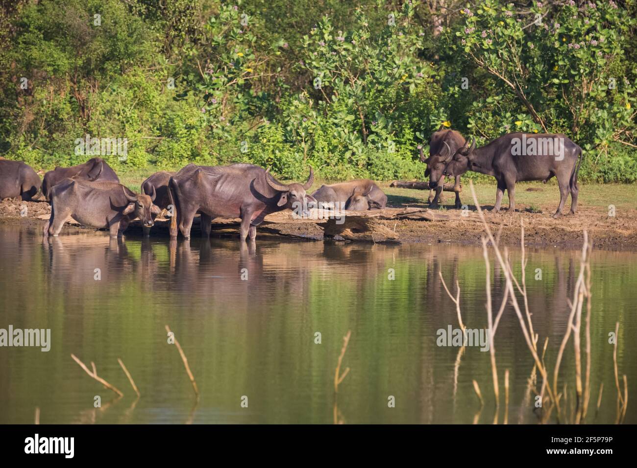 Eine Herde Wildwasserbüffel (Bubalus arnee) an einem Wasserloch im Dschungel des Udawalawe National Park, Sri Lanka. Stockfoto