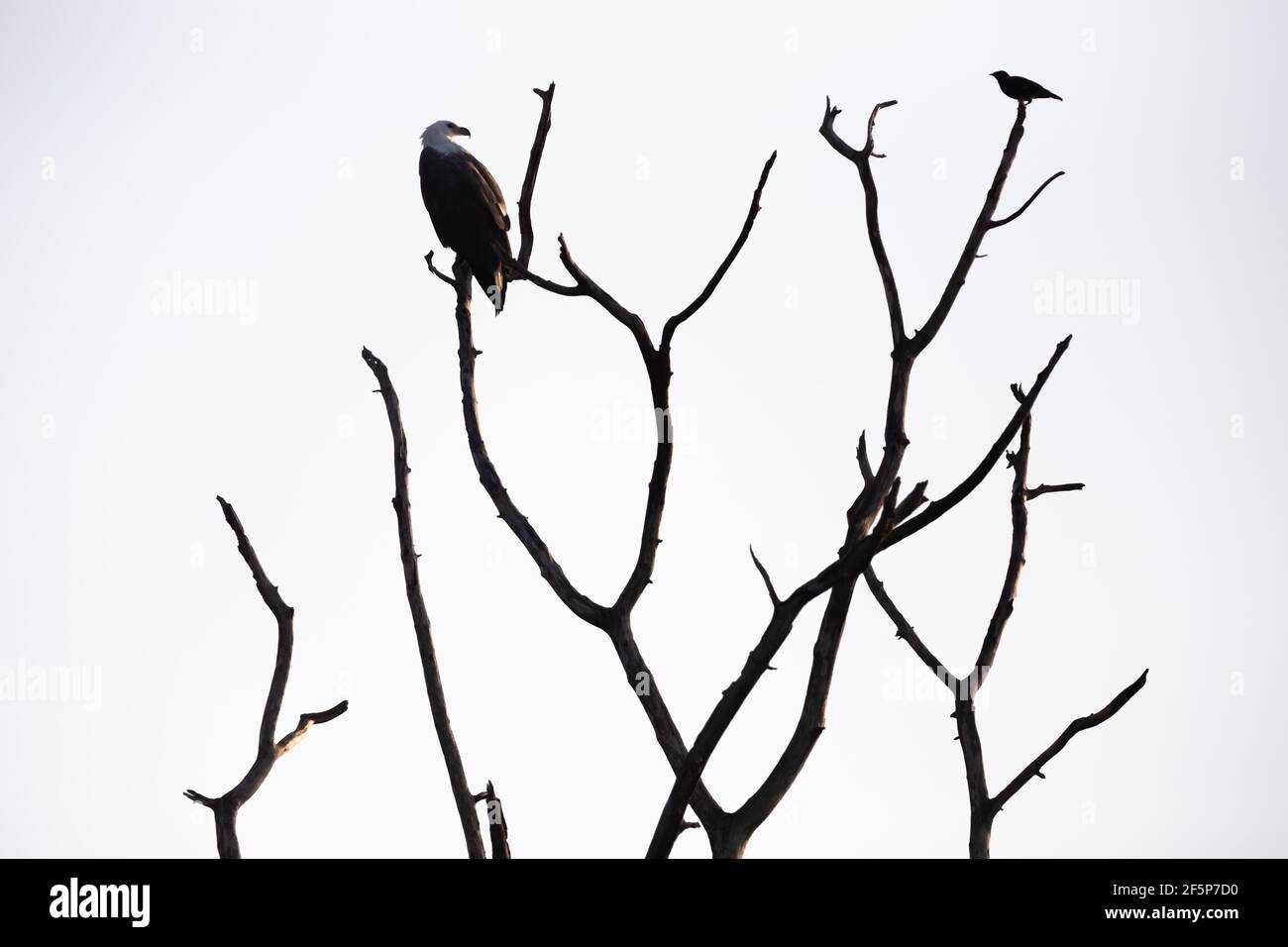 Silhouette eines Weißbauchadlers oder Weißbrustadlers (Haliaeetus leucogaster) Auf einem trockenen toten Ast mit einem anderen Vogel thront In Udawalawe Na Stockfoto