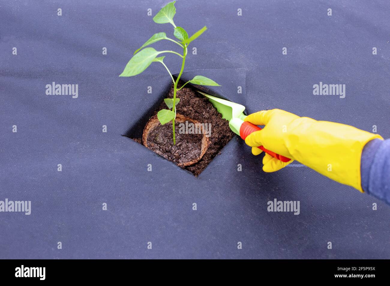Anweisungen für die Pflanzung von Pfeffer Setzlinge auf Spinnvlies, Schneiden Sie ein Loch für Setzlinge.Schritt 8 Stockfoto