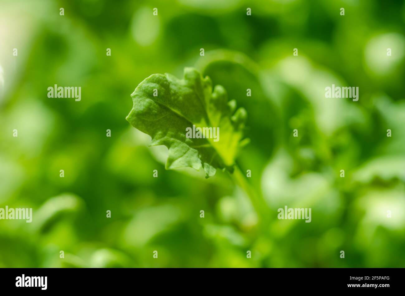 Kale-Blatt, Makrofoto. Wachsende grünen Trieb und Mikrogrün von Blattkohl, Keimling und junge Pflanze. Bereit zu essen, gekeimt lockiges Blatt Grünkohl. Stockfoto