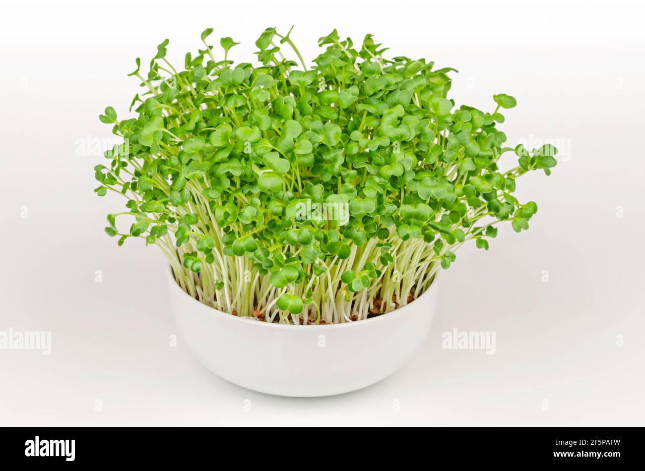 Daikon Rettich, Mikrogrün in einer weißen Schale. Frisch und bereit zu essen, sprießen japanische Rettich. Grüne Triebe, Sämlinge, junge Pflanzen und Blätter. Stockfoto